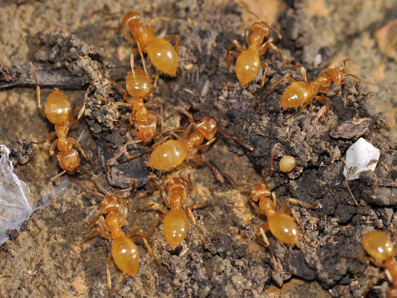 Pheidole? No. Lasius cfr flavus